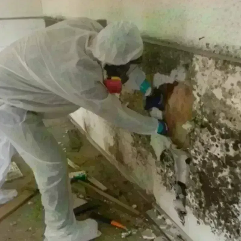 Mold Remediation and Removal in Mulberry, AR